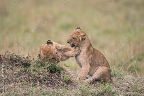 Fototapeta Naklejka Na Ścianę i Meble -  THree lion cubs playing