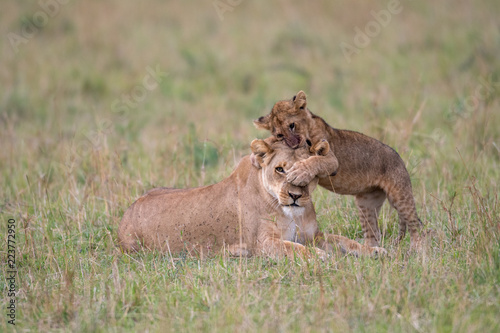 Lioness and cub playing