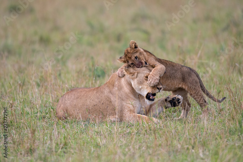 Fototapeta Naklejka Na Ścianę i Meble -  Lioness and cub playing