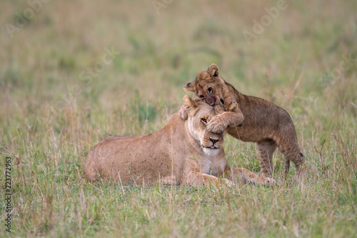 Fototapeta Naklejka Na Ścianę i Meble -  Lioness and cub playing