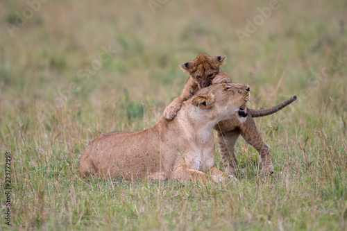 Fototapeta Naklejka Na Ścianę i Meble -  Lioness and cub playing