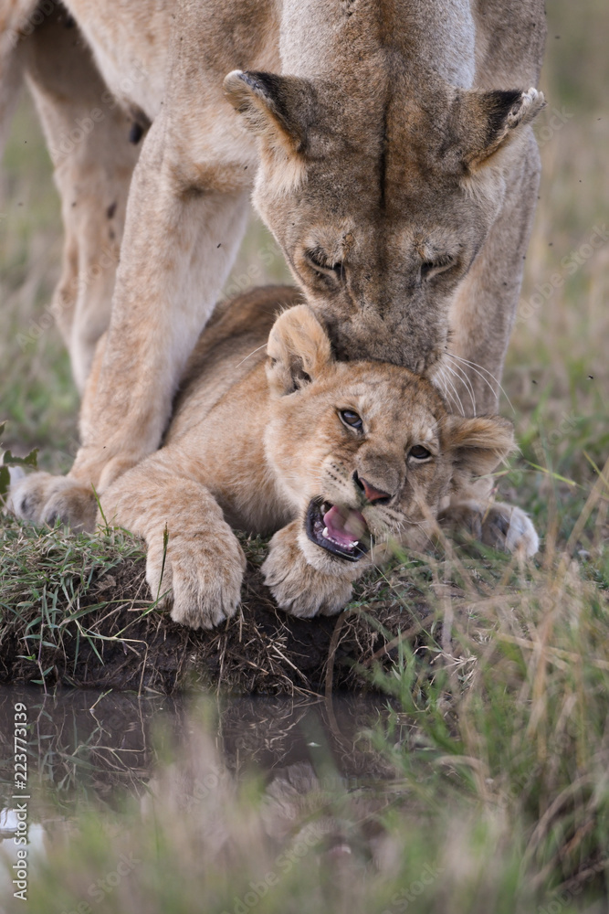 Female lion ion cub by a water hole Female lion ion cub by a water hole