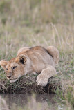 Lion cub sitting by a water hole
