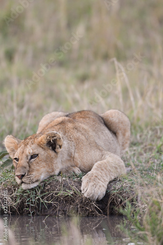 Fototapeta Naklejka Na Ścianę i Meble -  Lion cub sitting by a water hole