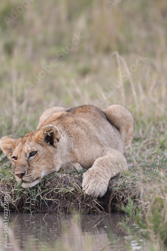 Fototapeta Naklejka Na Ścianę i Meble -  Lion cub sitting by a water hole