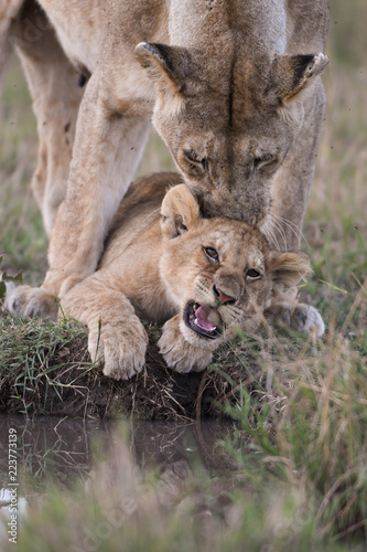 Fototapeta Naklejka Na Ścianę i Meble -  Female lion ion cub by a water hole