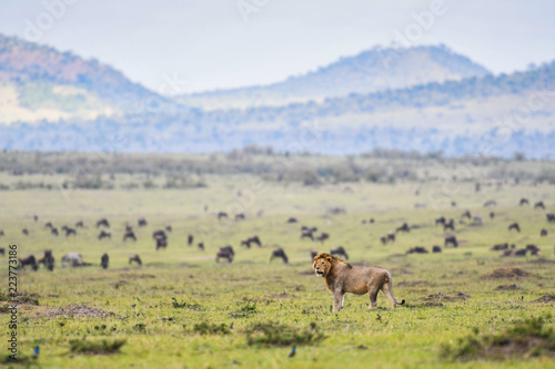 Male lion resting in a savannah in Masai Mara