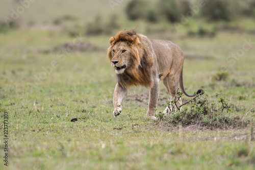 Fototapeta Naklejka Na Ścianę i Meble -  Male African lion in Masai Mara, Kenya