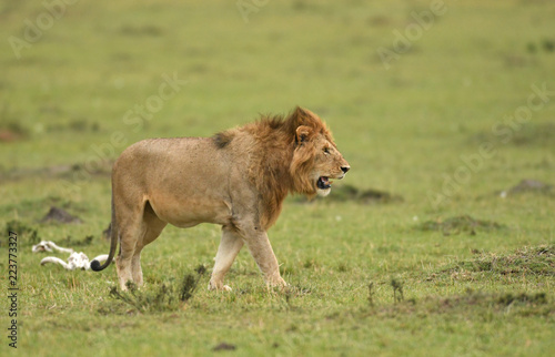 Male African lion in Masai Mara  Kenya