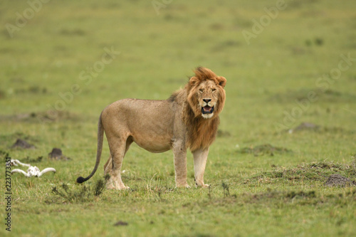 Fototapeta Naklejka Na Ścianę i Meble -  Male African lion in Masai Mara, Kenya