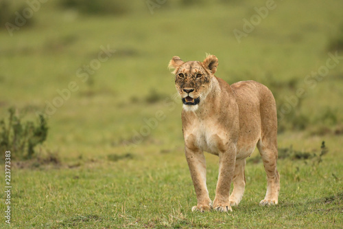 Fototapeta Naklejka Na Ścianę i Meble -  Female lion in Masai Mara