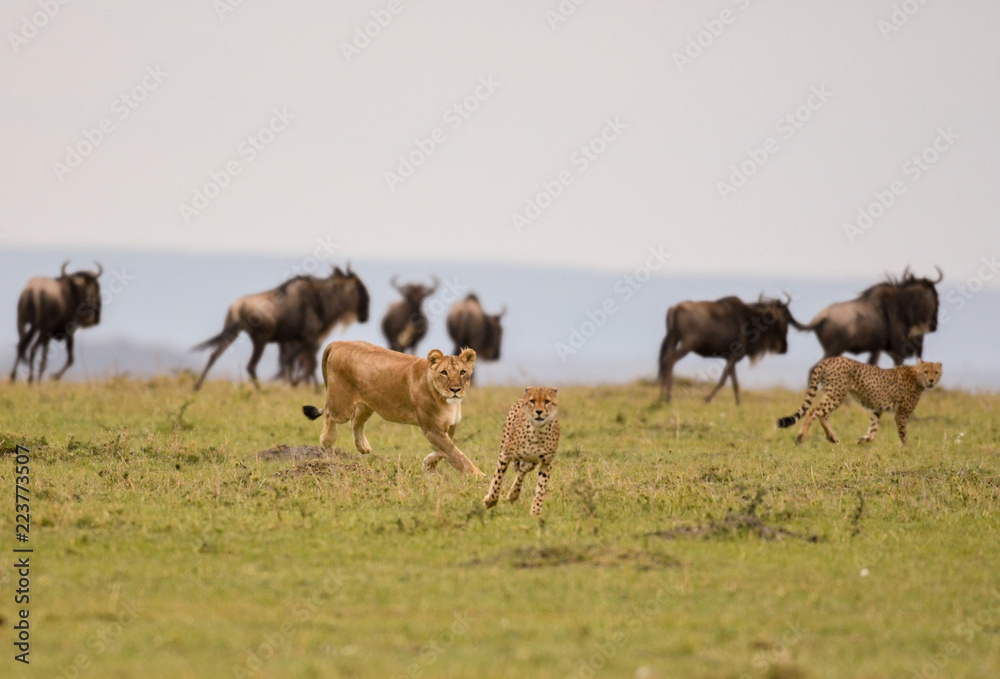 Female lion chasing cheetah Female lion chasing cheetah