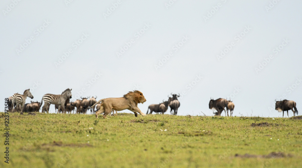 Lion in Masai Mara Game Reserve
