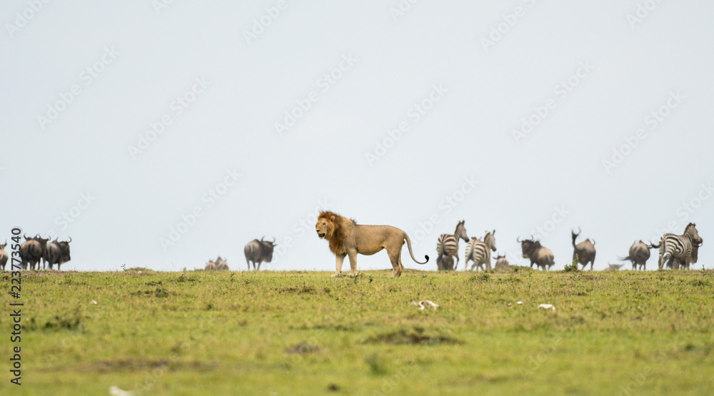 Naklejka premium Lion in Masai Mara Game Reserve