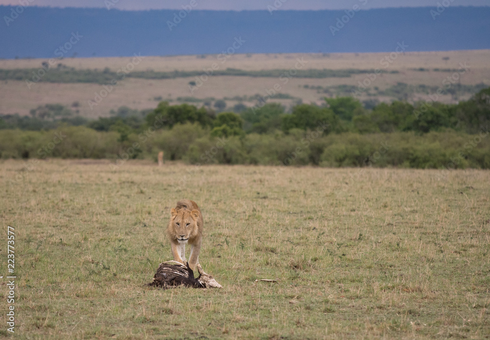 Fototapeta premium Hyenas running from lion
