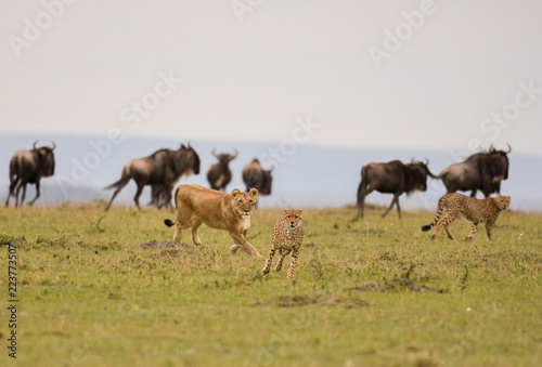 Female lion chasing cheetah