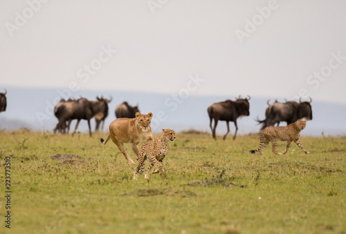 Female lion chasing cheetah © Tony Campbell