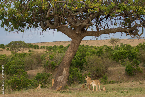 Fototapeta Naklejka Na Ścianę i Meble -  pride of lions in Masai Mara Game Reserve