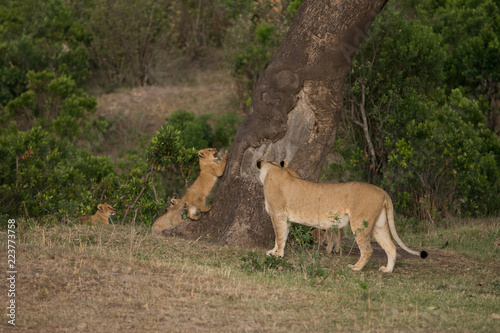 Fototapeta Naklejka Na Ścianę i Meble -  pride of lions in Masai Mara Game Reserve