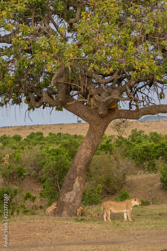 Fototapeta Naklejka Na Ścianę i Meble -  pride of lions in Masai Mara Game Reserve