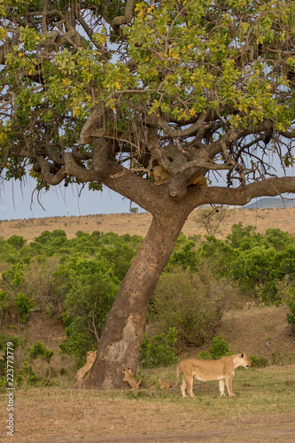 Fototapeta Naklejka Na Ścianę i Meble -  pride of lions in Masai Mara Game Reserve