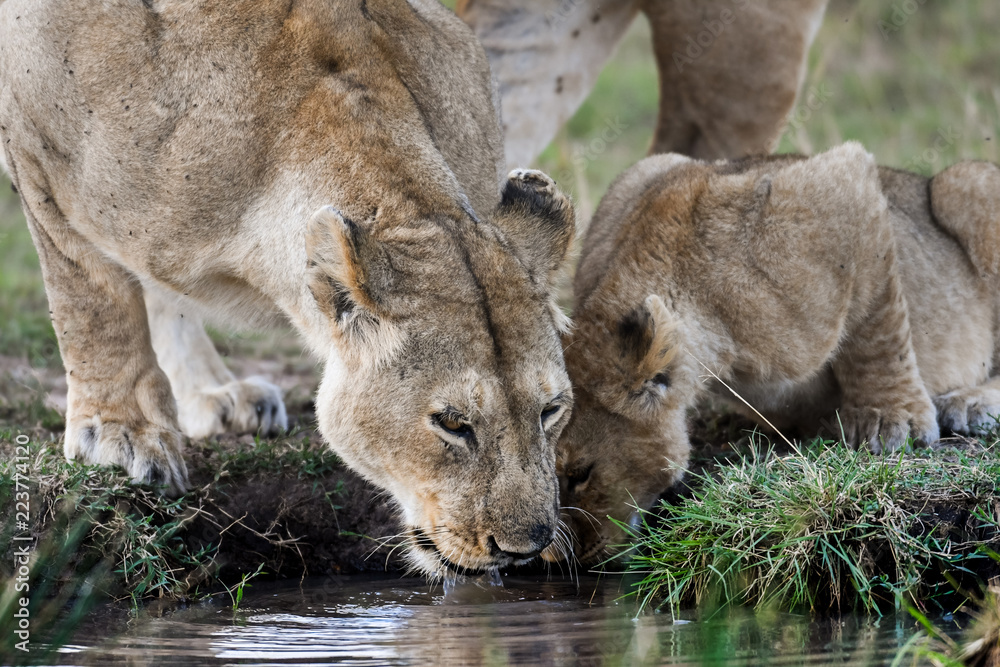 female lion getting a drink female lion getting a drink