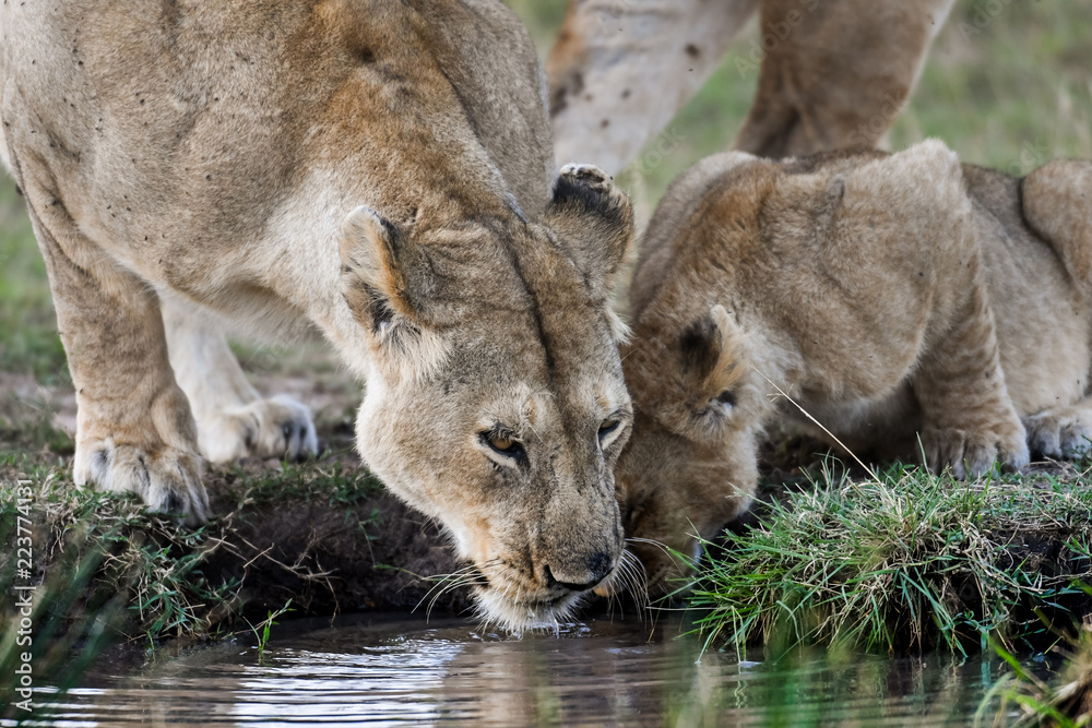 Obraz premium female lion getting a drink