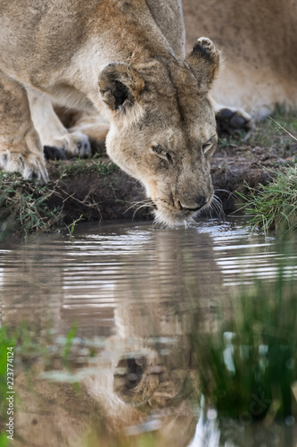 Fototapeta Naklejka Na Ścianę i Meble -  female lion getting a drink