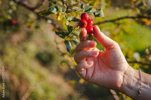 Foto Woman picking berries of rose hip
