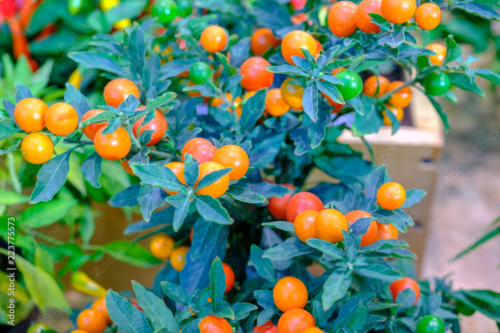 Many colorful decorative chilli papers in the pot.