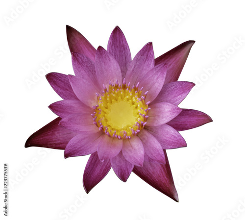 water lily or lotus flower isolate on white background clipping path included