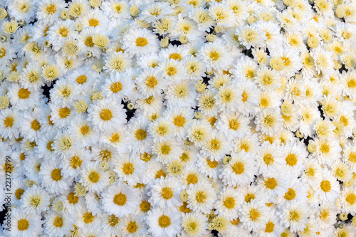 Background of many white chrysanthemum.