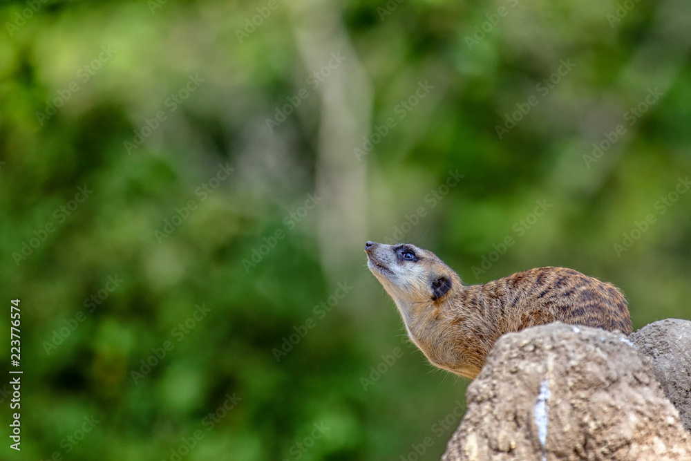 Naklejka premium Cute meerkat sitting on a look-out rock watching the sky for birds.