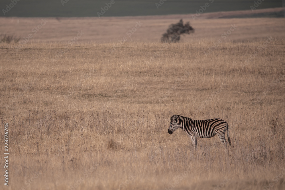 Fototapeta premium Lone zebra (Equus quagga) in savannah grassland