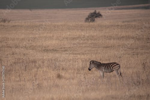 Lone zebra  Equus quagga  in savannah grassland