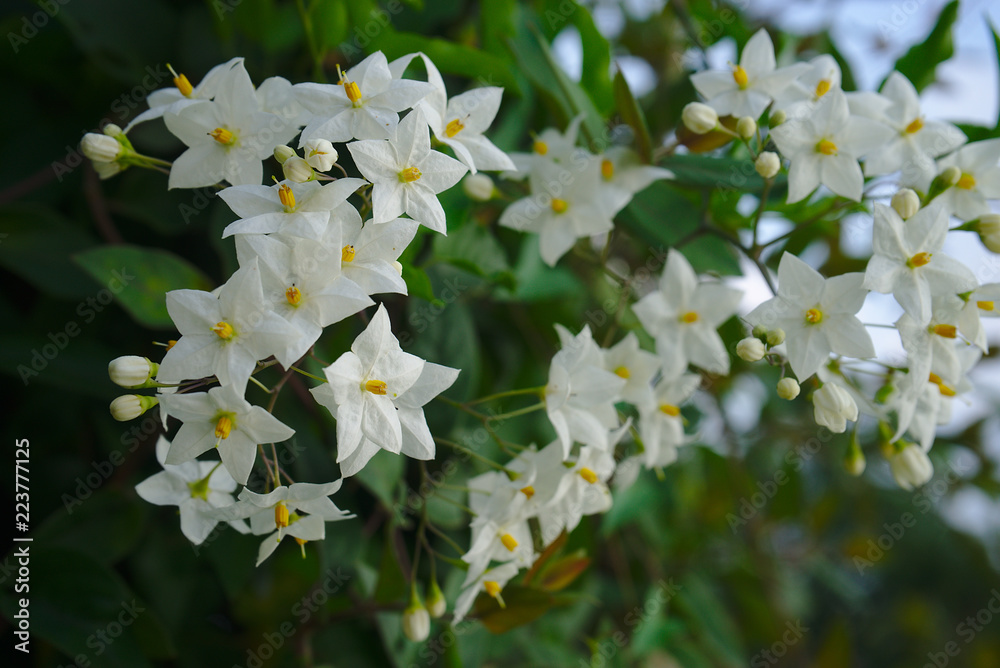 fleurs blanches de morelle Morelle faux jasmin (Solanum laxum, Solanum  jasminoides) Stock Photo | Adobe Stock
