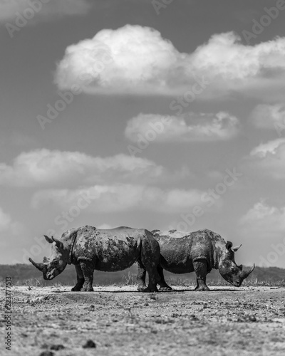 Two rhinos in the savannah