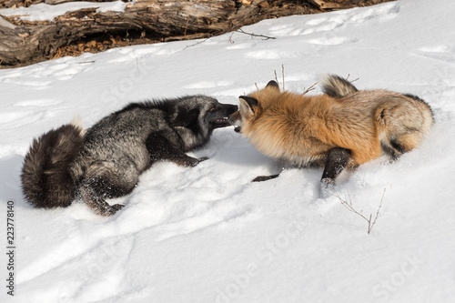 Silver Fox (Vulpes vulpes) And Amber Phase Nose to Nose © geoffkuchera