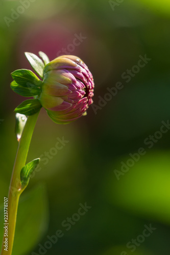 Fototapeta Naklejka Na Ścianę i Meble -  Blühende Balldahlie (Asteraceae) an einem Sommermorgen im Spätsommer.