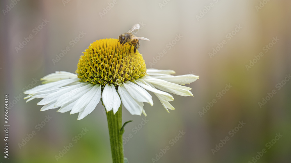 Fototapeta premium bee on a daisy