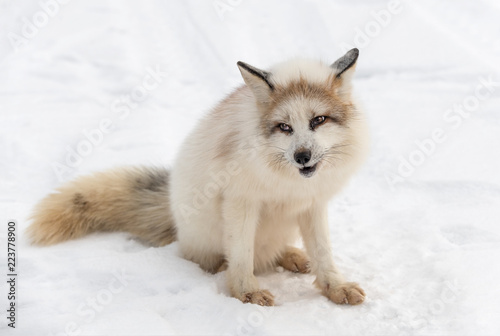 Quadro su tela Red Marble Fox (Vulpes vulpes) Sits With Cocked Head