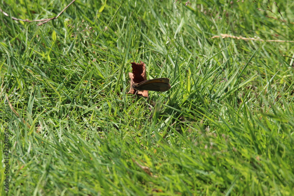 butterfly butterfly