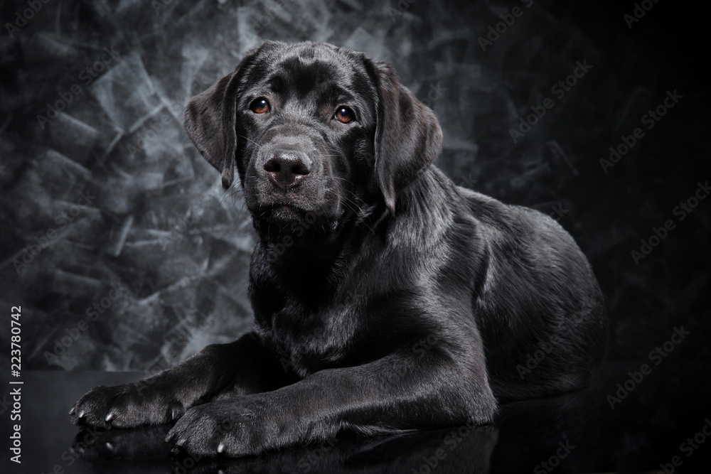 Black Labrador on dark background