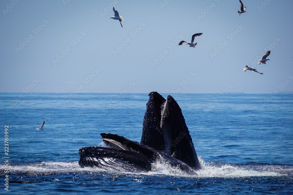 Fototapeta premium Two whales in the sea catching a school of fish
