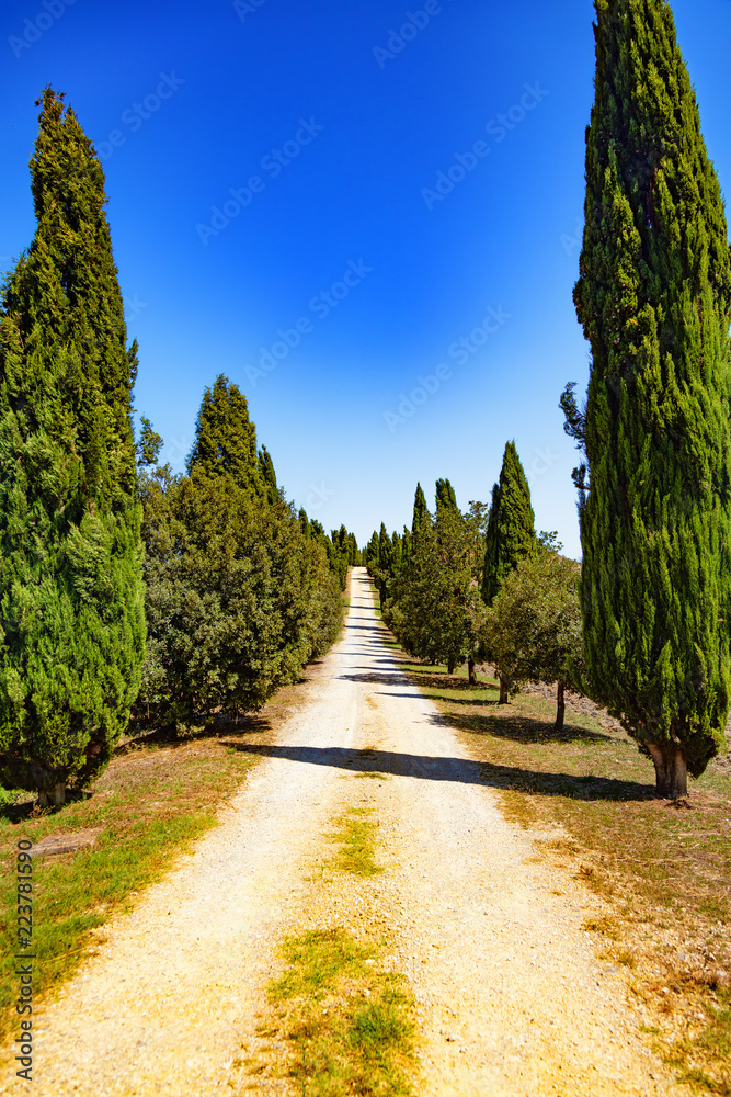 Allée d'oliviers et de cyprès, Toscane, Italie