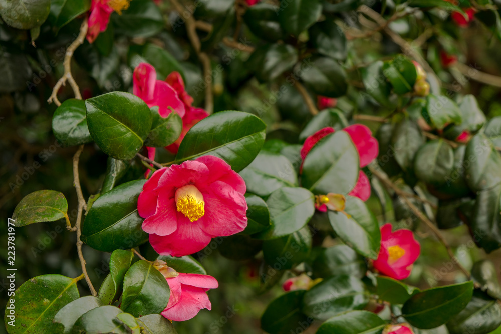 Colorful camellia flowers among dark green leaves of bushes Colorful camellia flowers among dark green leaves of bushes