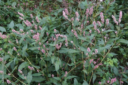 Pennsylvania Smartweed