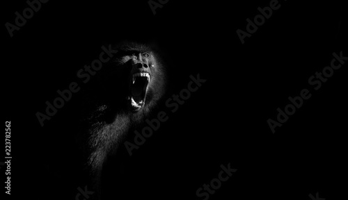 Baboon screaming in shaft of light