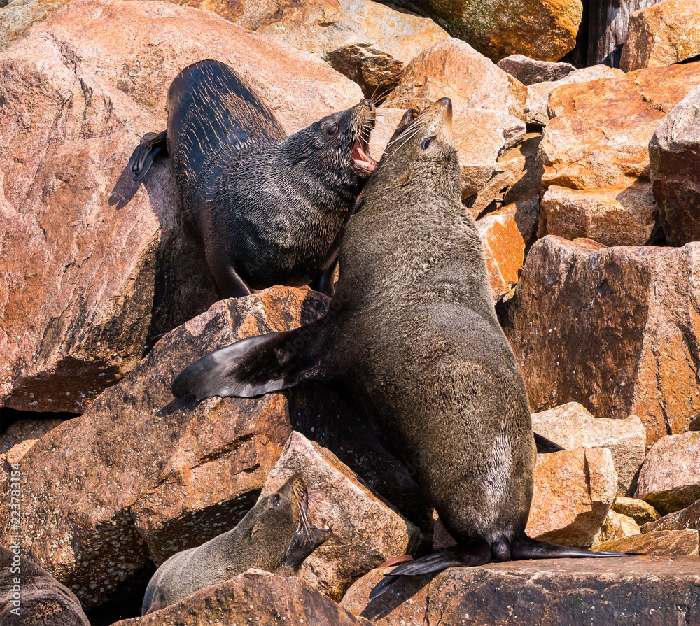 Seals fighting Lakes Entrance Victoria Australia Seals fighting Lakes Entrance Victoria Australia