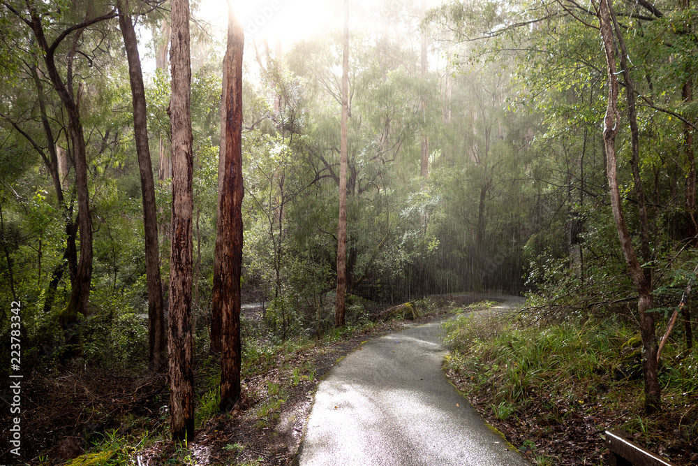Fototapeta premium Path in a karri tree forest in Western Australia during rain